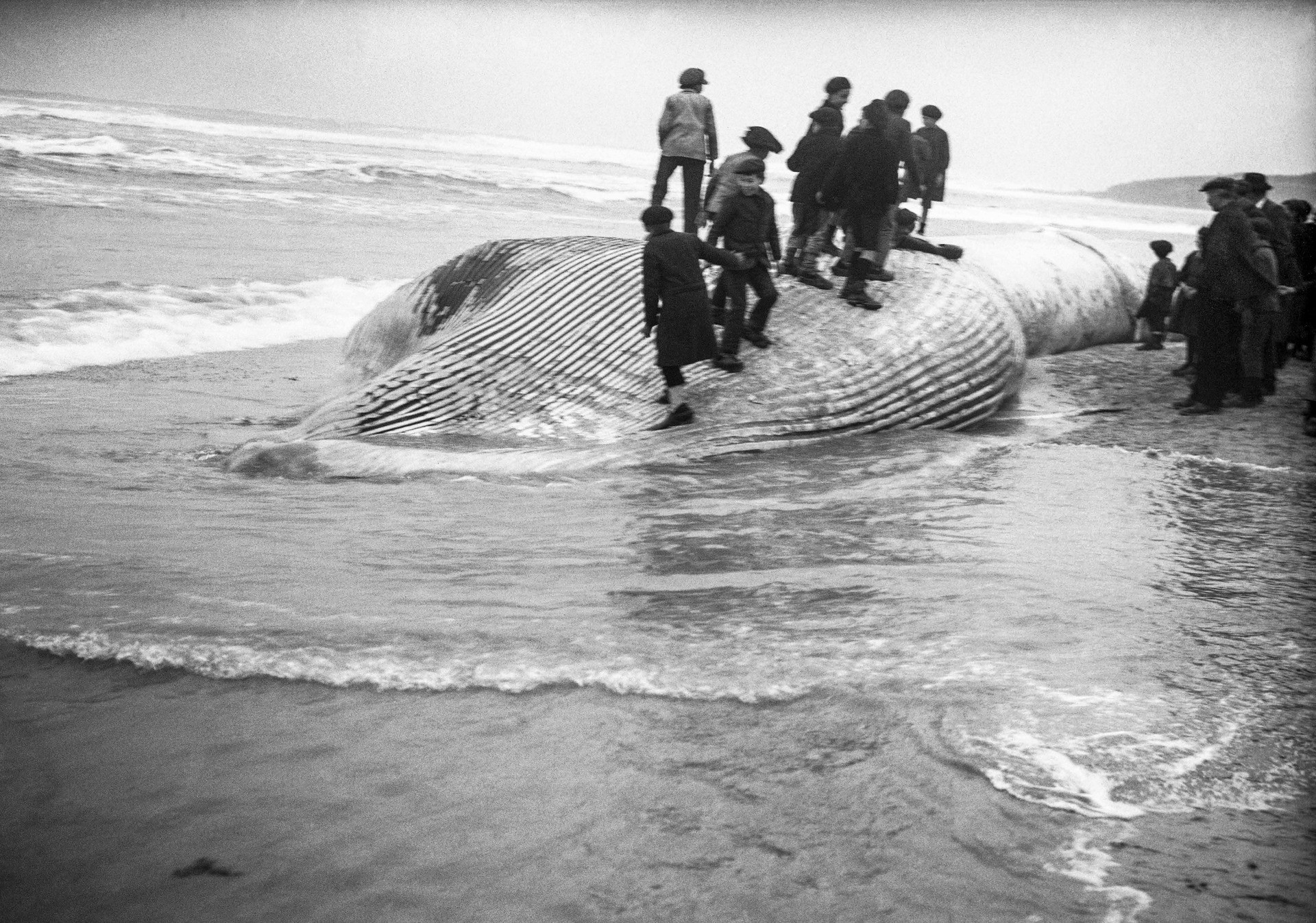 Vers 1920 – Baleine échouée sur la plage.